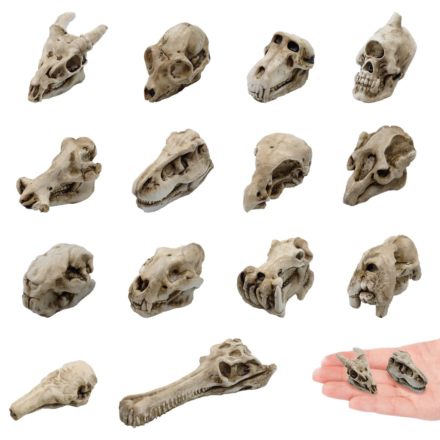 Mini Resin Animal Skull Heads Set (14 Pieces) | Poorbone